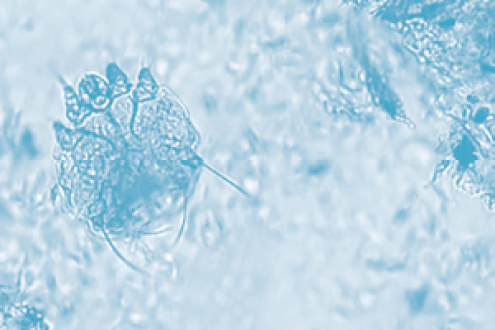 Guia de Referência de Citologia